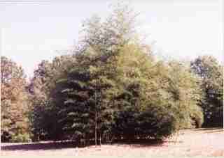 Bamboo - Phyllostachys nigra  Henon or Giant Gray Fourth year growth photo