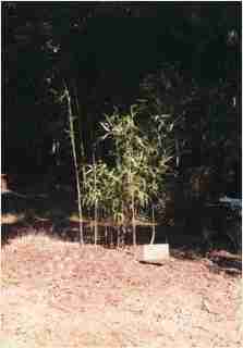 Bamboo - Pleioblastus simonii Medake or Simon Second year growth photo
