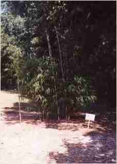 Bamboo - Pleioblastus simonii Medake or Simon Fourth year growth photo