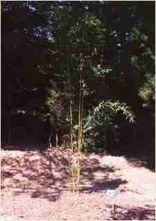 Bamboo - Brachystachyum densiflorum Second year growth photo